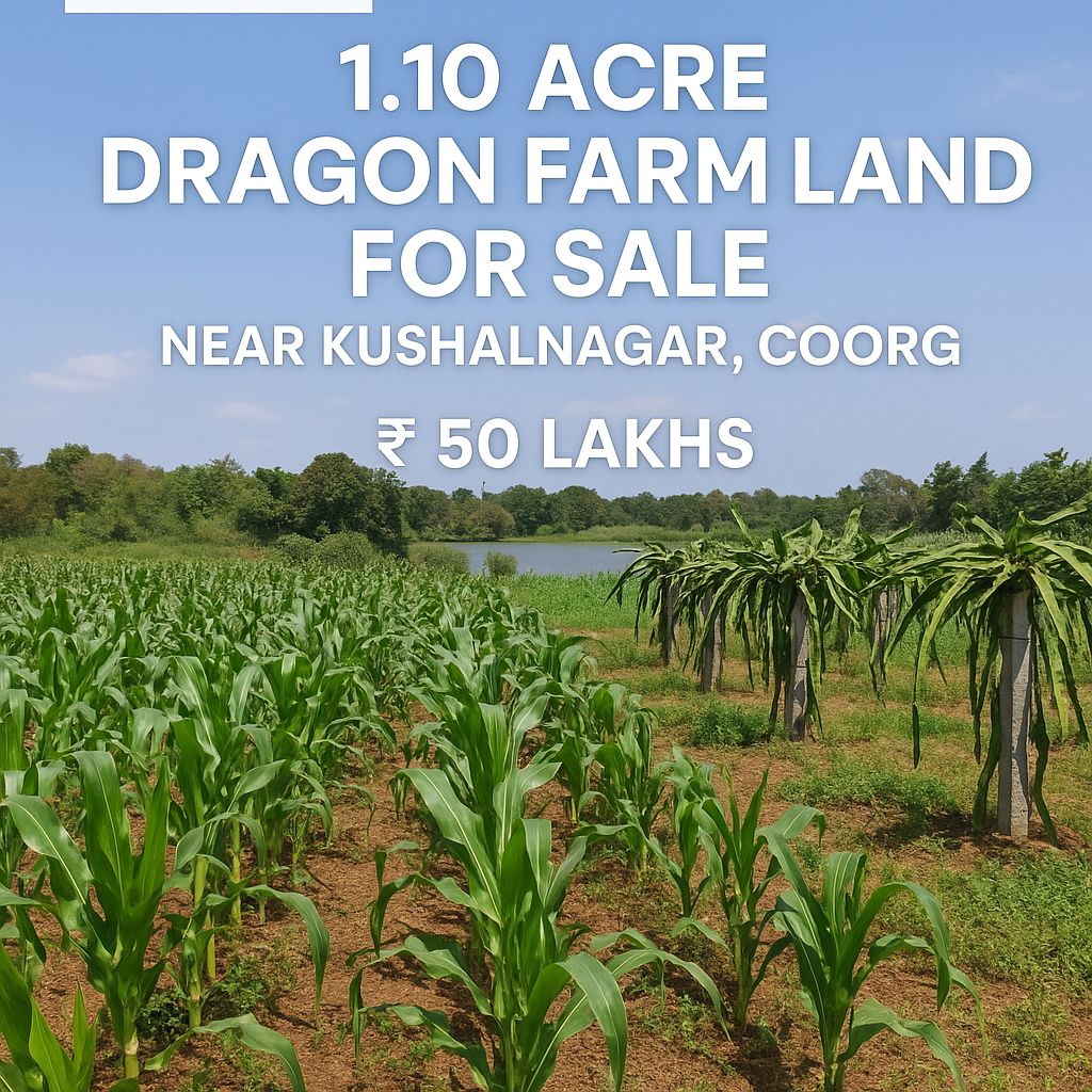 *Property ID – 5262*  🌿🍉 *1.10 Acre dragon Farm Land for Sale – Near Kushalnagar, Coorg*